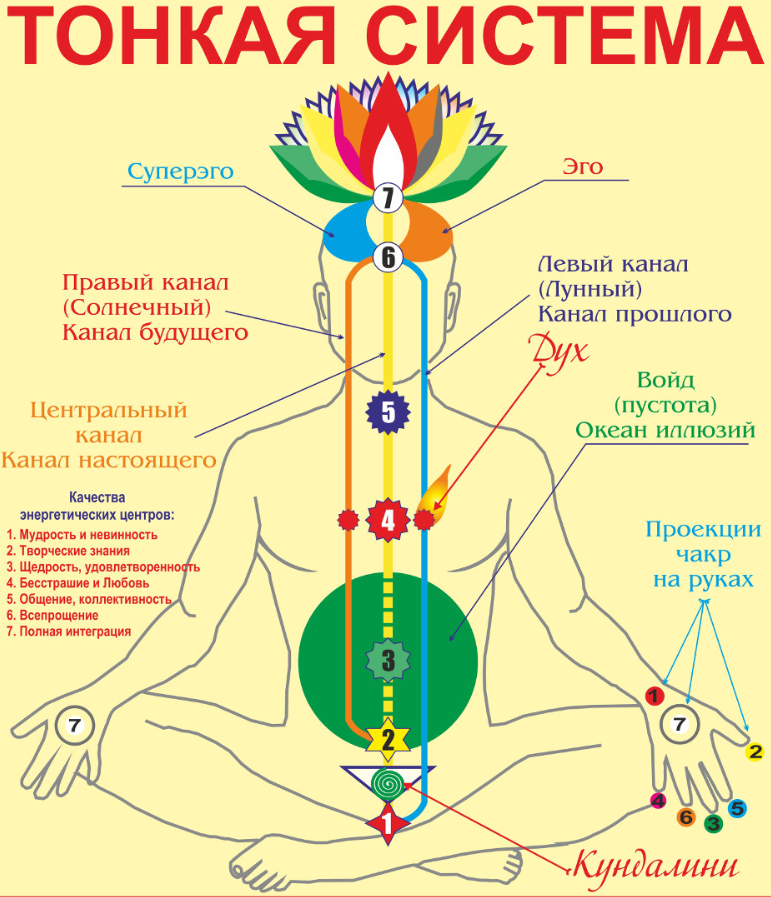 Тонкая система человека